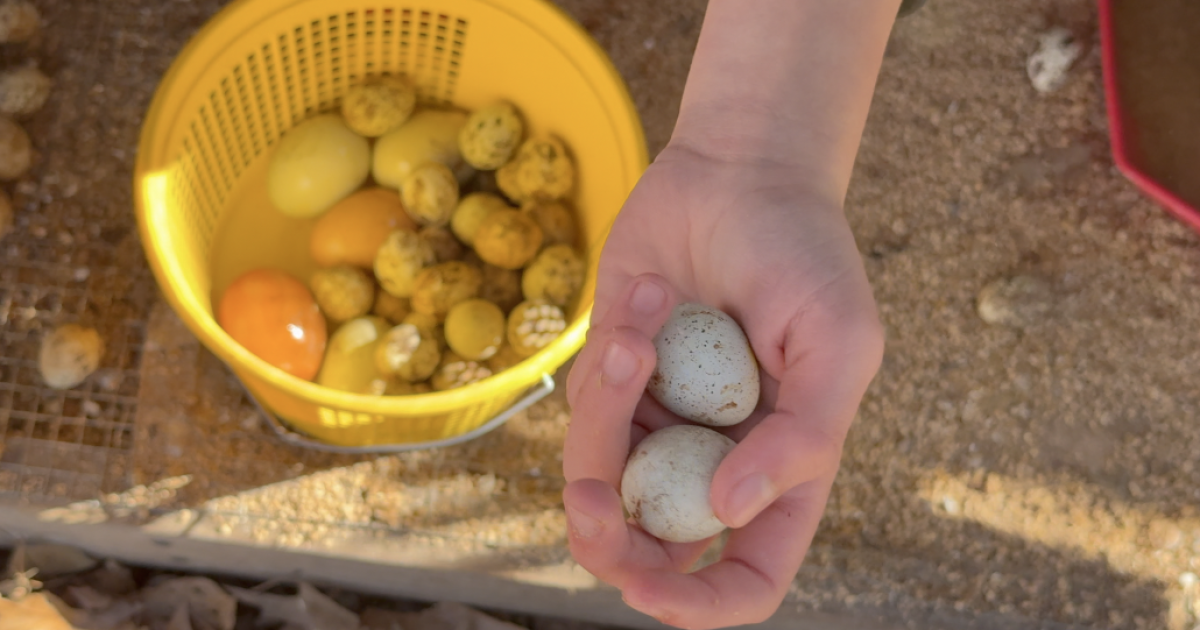Agriculture program at Woodville School expanding following student success