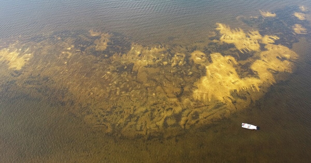 Ancient shells bring new oysters to reef rebuilt in mouth of Caloosahatchee River