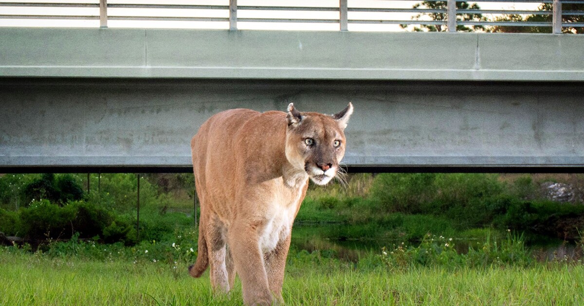 Florida panther dies at ZooTampa while treated for injuries