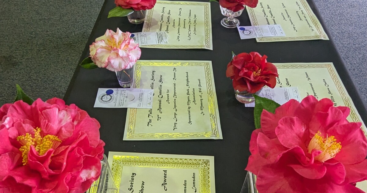 Tallahassee's annual Camelia show attracts flower fanciers from all over the southeast