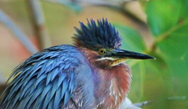Guided birding tour set for Cape Coral Burrowing Owl Festival