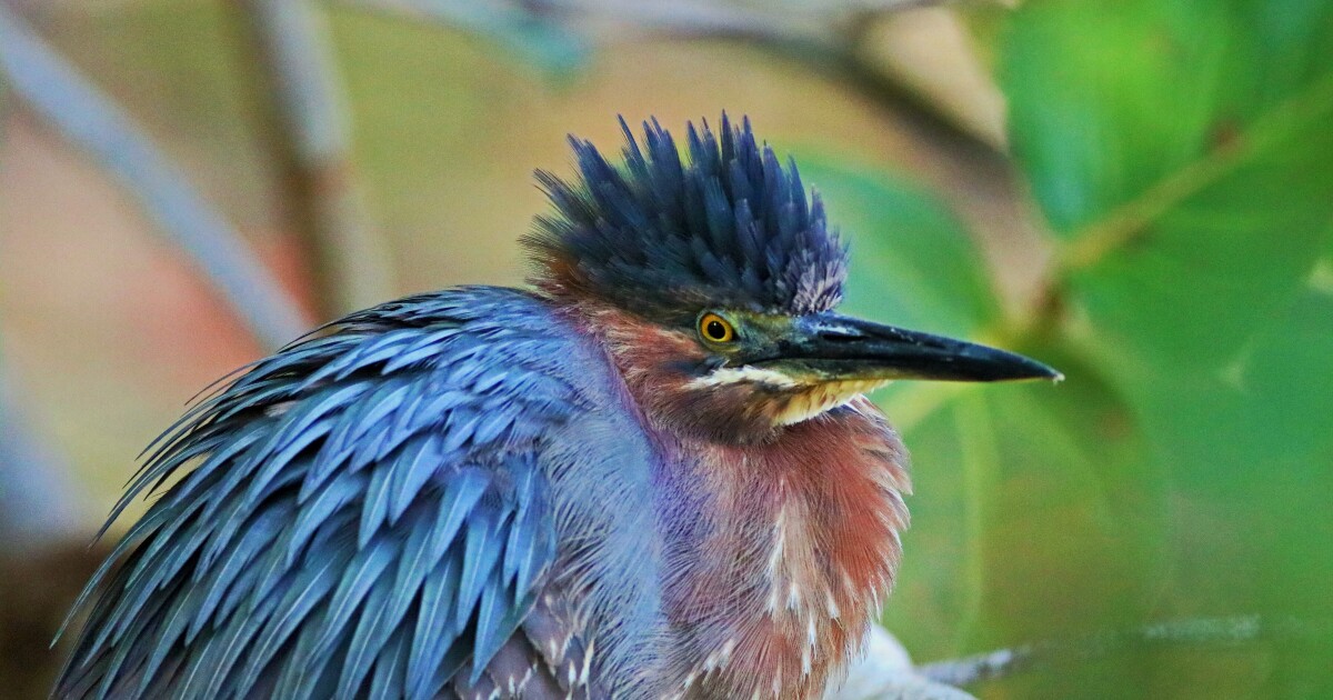 Guided birding tour set for Cape Coral Burrowing Owl Festival