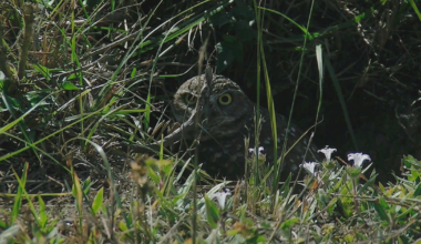 Booming growth in Cape Coral putting pressure on wildlife
