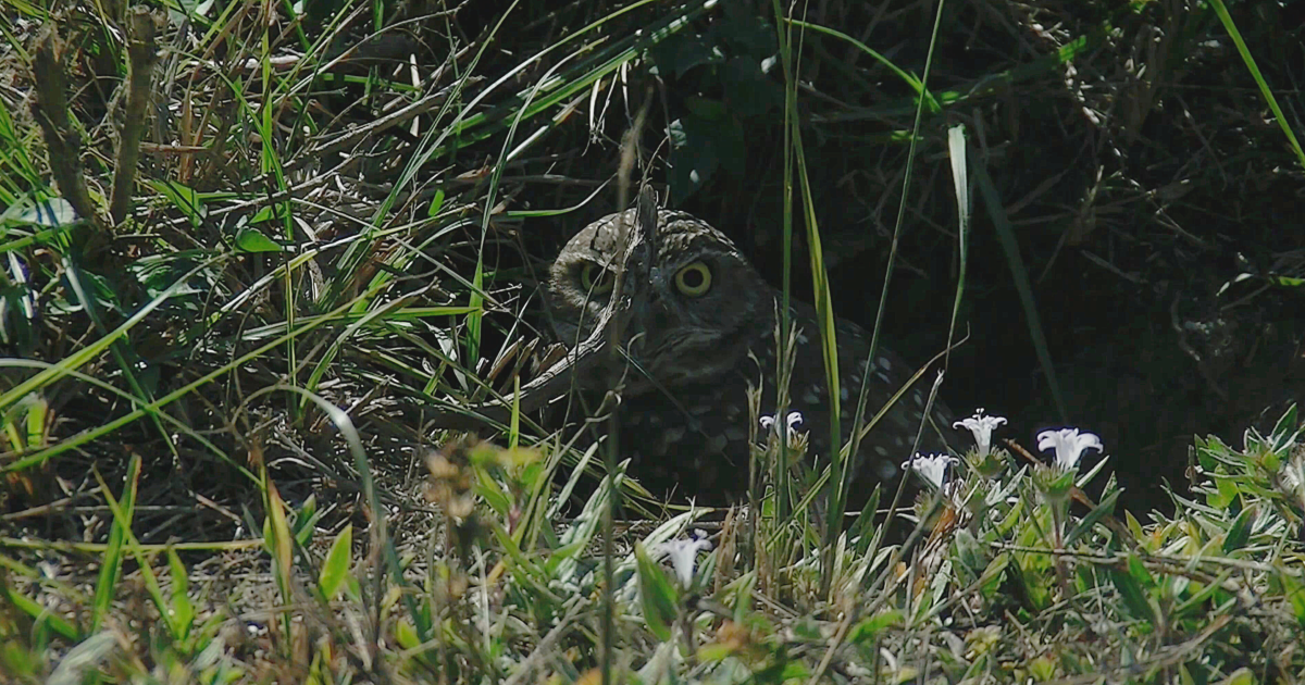 Booming growth in Cape Coral putting pressure on wildlife