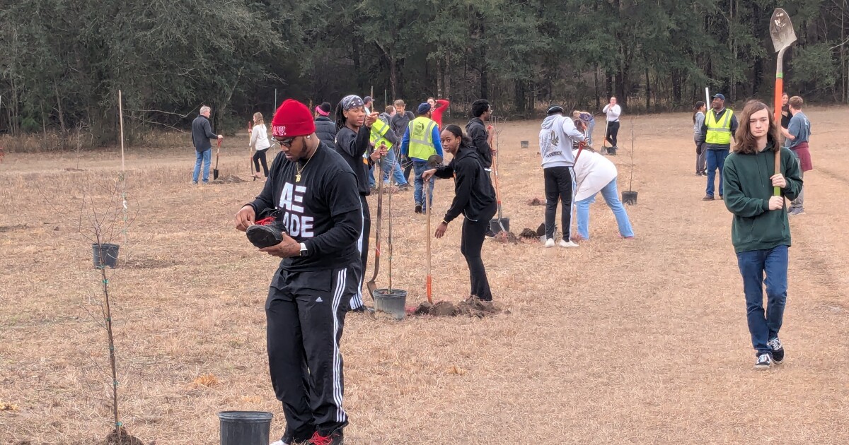 One of Leon County's newest trailheads is now lined with trees
