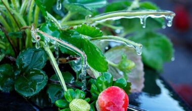 Parts of Florida receive rare snowfall as freezing temperatures linger : NPR