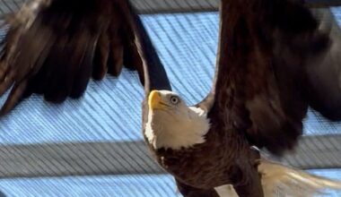 Injured bald eagle found injured in Cape Coral recovering nicely at Sanibel's CROW; release is close
