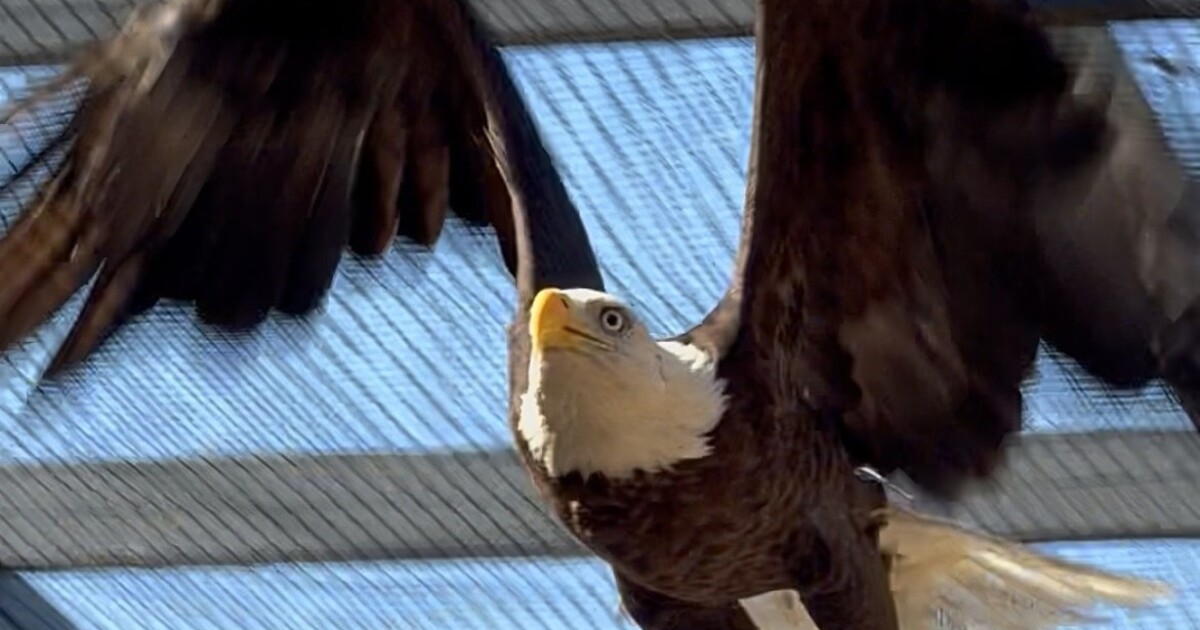 Injured bald eagle found injured in Cape Coral recovering nicely at Sanibel's CROW; release is close