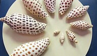 Sanibel time capsule ceremony Saturday; among items included is junonia shell