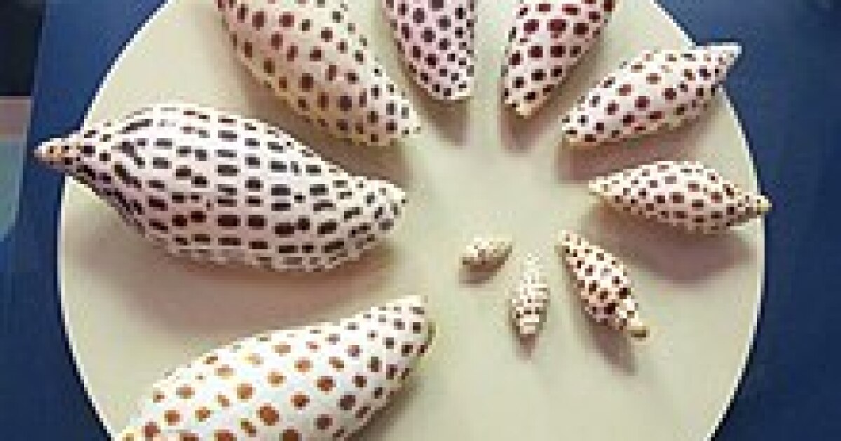 Sanibel time capsule ceremony Saturday; among items included is junonia shell