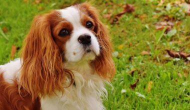 Lee County DAS reduces adoption fees for month of January