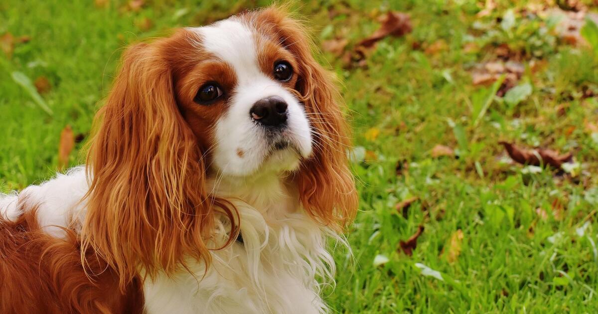 Lee County DAS reduces adoption fees for month of January