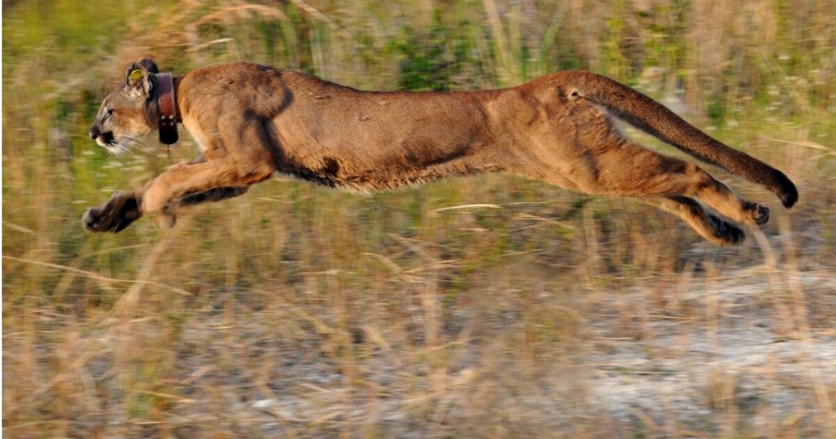 Florida panthers run free on the first tract of land completed during massive Everglades Restoration