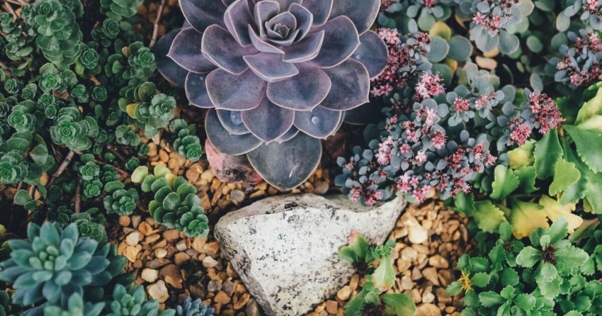 Charlotte County workshops set on succulent, vegetable gardening