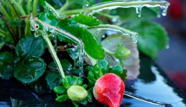 Tourists bundle up in Florida amid cold snap