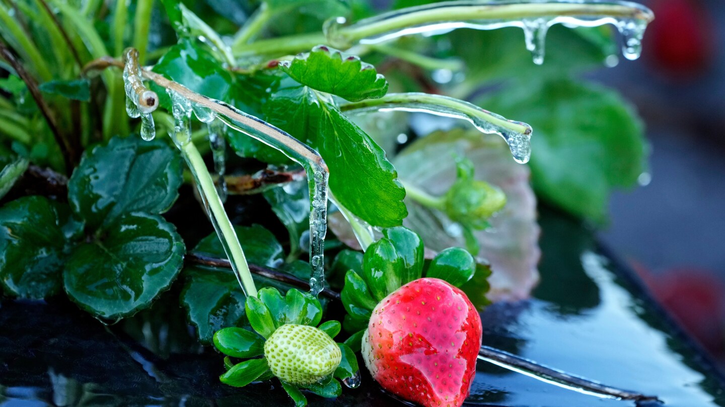 Tourists bundle up in Florida amid cold snap