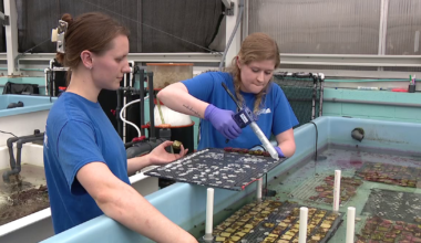Florida Aquarium sends 9,000 ‘coral babies’ that will be planted into Florida’s Coral Reef
