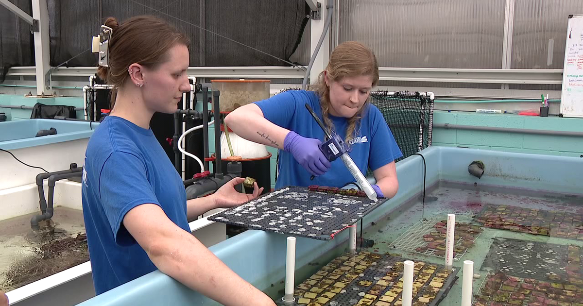 Florida Aquarium sends 9,000 ‘coral babies’ that will be planted into Florida’s Coral Reef