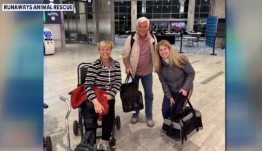 Kittens rescued in St. Thomas flown to Tampa Bay area due to severe pet overpopulation