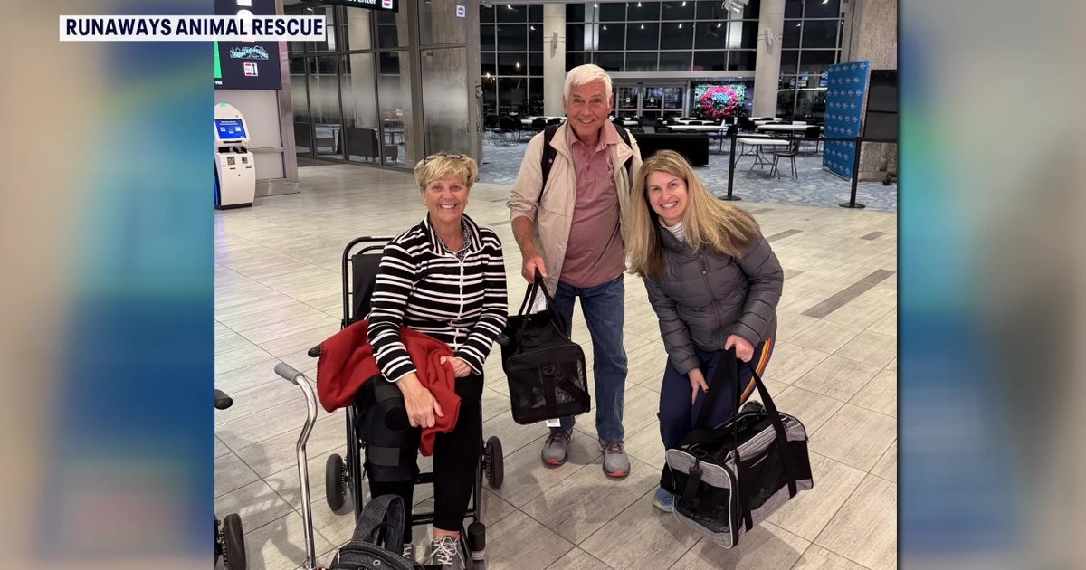 Kittens rescued in St. Thomas flown to Tampa Bay area due to severe pet overpopulation