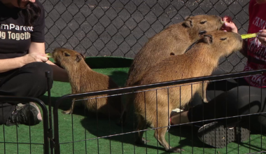 Capybara fans meet residents of future habitat CapyCove