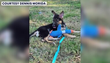 St. Pete couple says scammers used AI-generated picture of missing puppy while trying to steal $2K