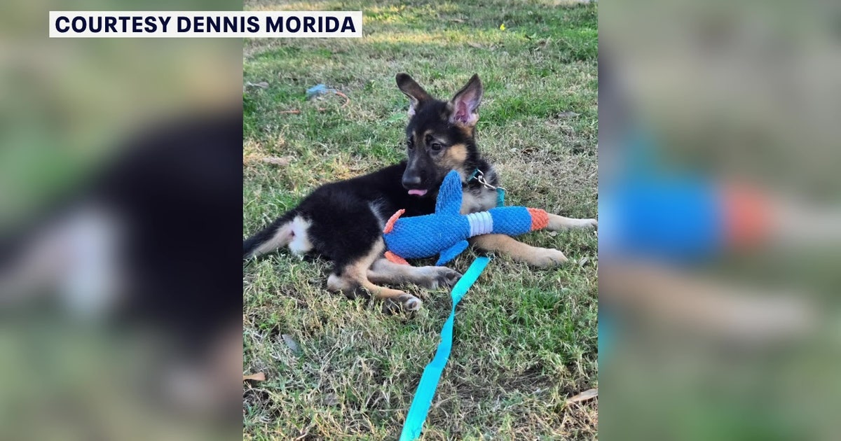 St. Pete couple says scammers used AI-generated picture of missing puppy while trying to steal $2K