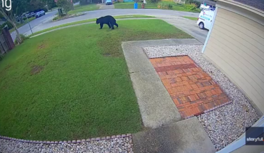 Florida man’s morning commute halted by bear wandering through his yard