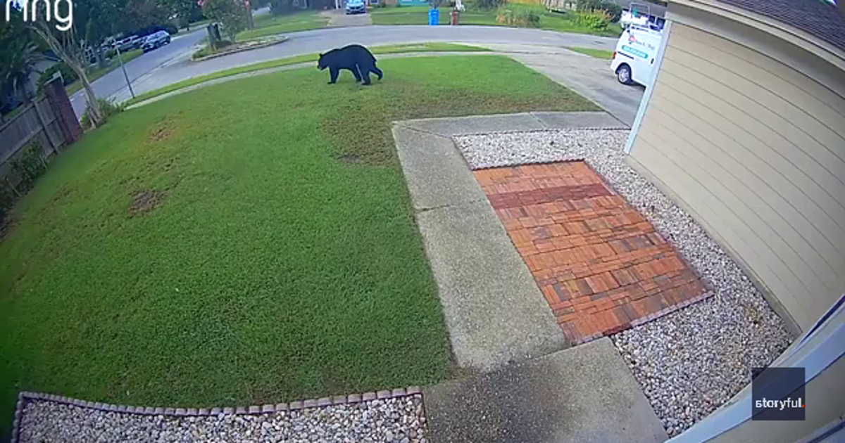 Florida man’s morning commute halted by bear wandering through his yard