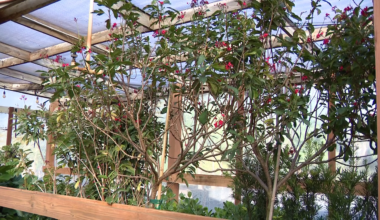 Tampa Bay cold weather: How to protect your plants as temperatures dip