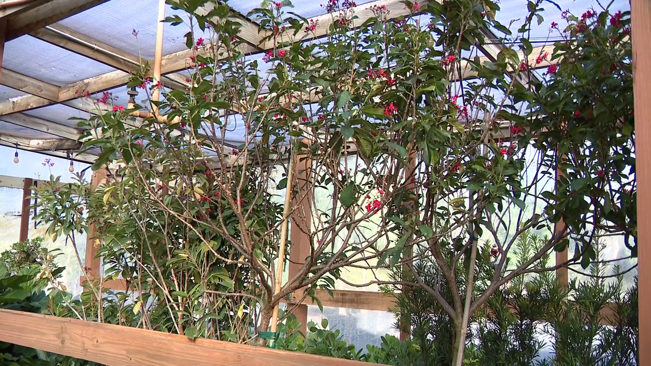 Tampa Bay cold weather: How to protect your plants as temperatures dip