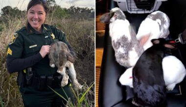 Polk County deputies rescue abandoned rabbits in Lakeland field