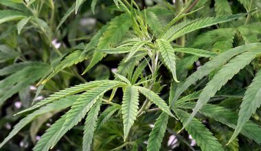 Florida ICE enforcement bill; Marijuana petitions ruling