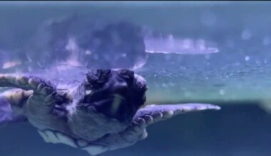 Cold snap sends endangered sea turtles to Central Florida for treatment