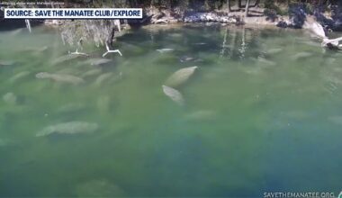 Cold snap sends manatees to Florida springs for winter warmth