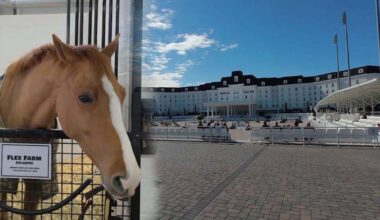The 'Ritz' for horses: World Equestrian Center keeps animals comfortable during Florida cold snap