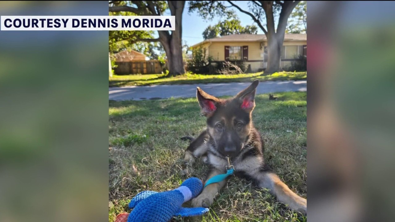 Family scammed after dog went missing