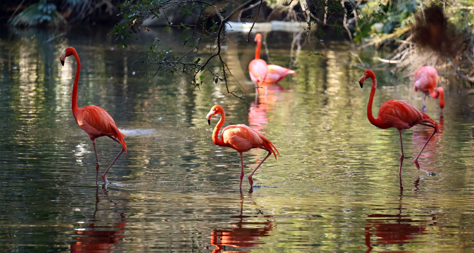 House votes to make Flamingo Florida’s next state bird