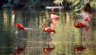 House votes to make Flamingo Florida’s next state bird