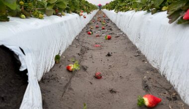 These are just some of the berries that had to be discarded at Fancy Farms in Plant City. (Spectrum News/Tyler O'Neil)
