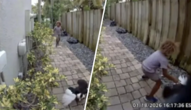 Police ID child who was caught on camera killing duck in Fort Lauderdale – NBC 6 South Florida