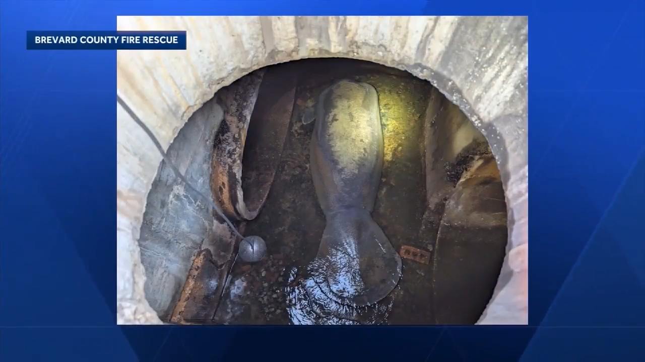 Manatee recovers at SeaWorld Orlando after being rescued from storm drain in Melbourne Beach - WSVN 7News | Miami News, Weather, Sports