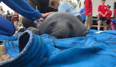 Three manatees rehabilitated at SeaWorld Orlando are now back in the wild at Blue Spring State Park in Orange City. (Spectrum News/Devin Martin)