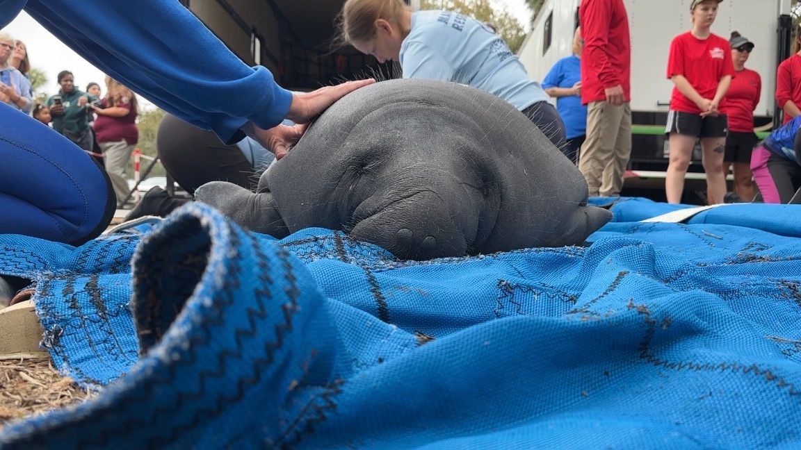 Three manatees rehabilitated at SeaWorld Orlando are now back in the wild at Blue Spring State Park in Orange City. (Spectrum News/Devin Martin)