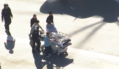 Dog euthanized after mauling 1-year-old in Hallandale Beach – NBC 6 South Florida