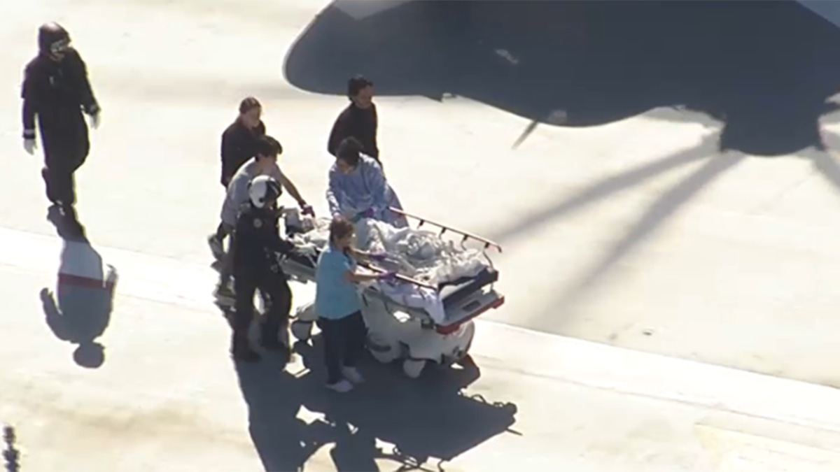 Dog euthanized after mauling 1-year-old in Hallandale Beach – NBC 6 South Florida