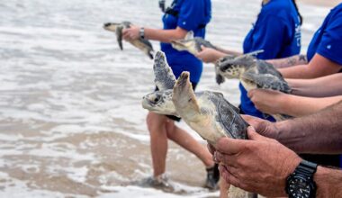 SeaWorld's rescue team returned sixteen endangered sea turtles to the waters near Canaveral National Seashore. (Courtesy of SeaWorld, 2019)