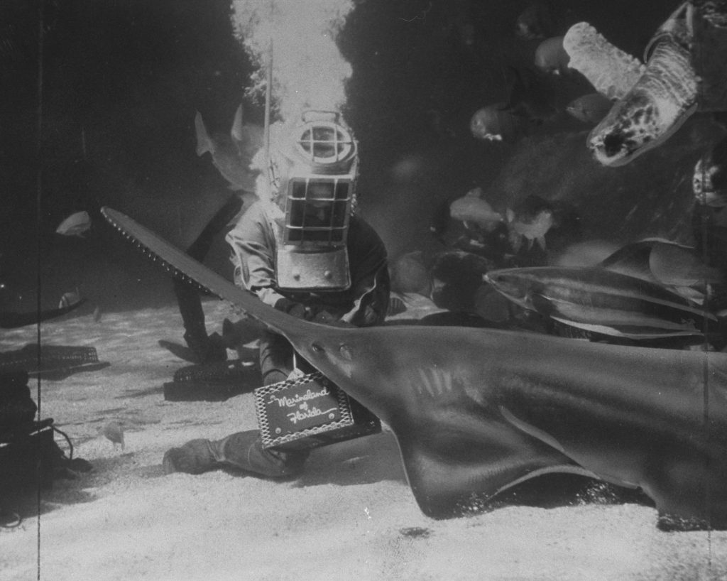 Friday Flashback to Marineland Florida – Orlando Sentinel