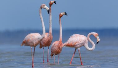 House votes to make Flamingo Florida’s next state bird – Orlando Sentinel