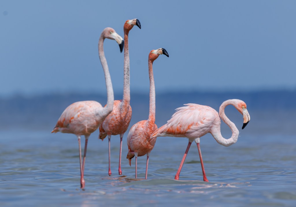 House votes to make Flamingo Florida’s next state bird – Orlando Sentinel